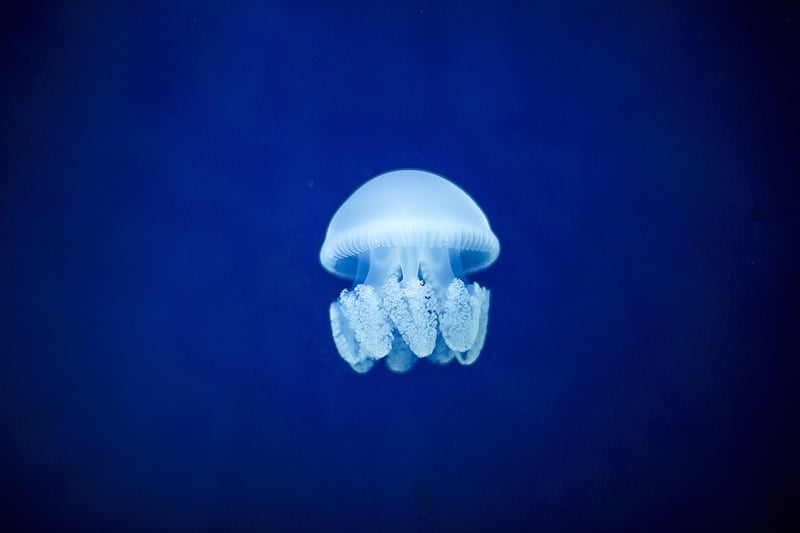 Oceanic discoveries
